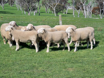 2025 White Suffolk and Border Leister Rams