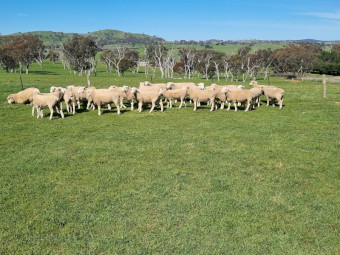 2025 White Suffolk and Border Leister Rams