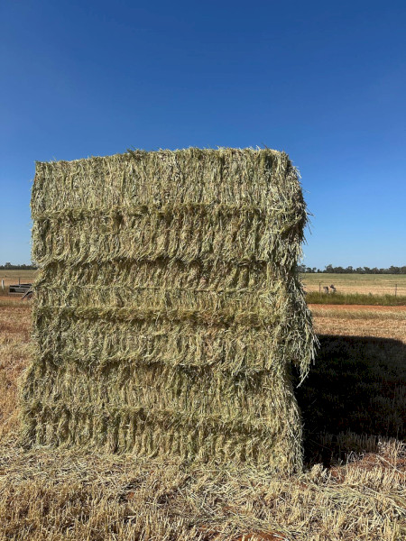 1000mt Barley Hay 700kg 8x4x3 Bales - Nyngan NSW