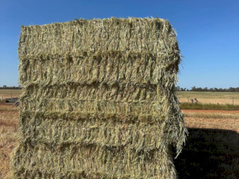 1000mt Barley Hay 700kg 8x4x3 Bales - Nyngan NSW