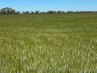 1000mt Barley Hay 700kg 8x4x3 Bales - Nyngan NSW