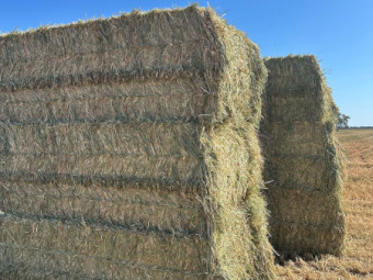 1000mt Barley Hay 700kg 8x4x3 Bales - Nyngan NSW