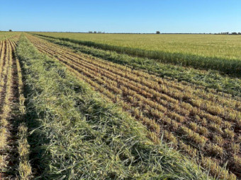 1000mt Barley Hay 700kg 8x4x3 Bales - Nyngan NSW