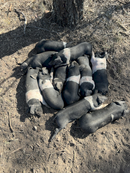 Wessex Saddleback Weaners