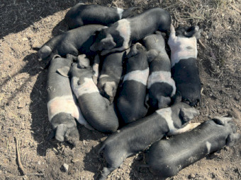 Wessex Saddleback Weaners