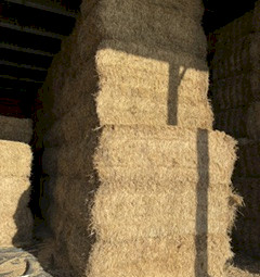 84 Barley Hay Bales @ 710kg