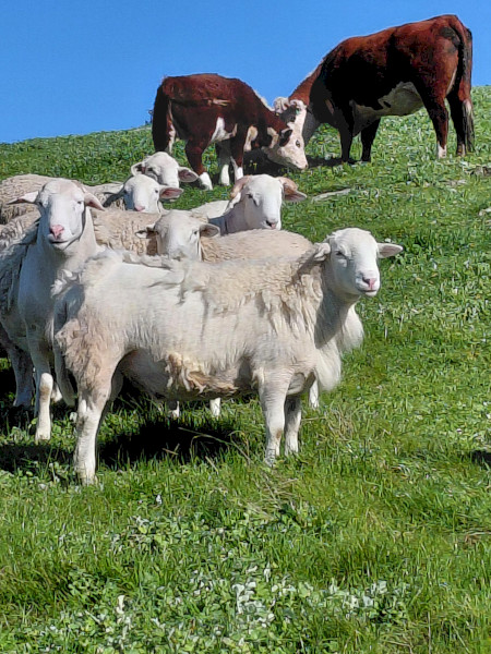 SheepMaster Rams