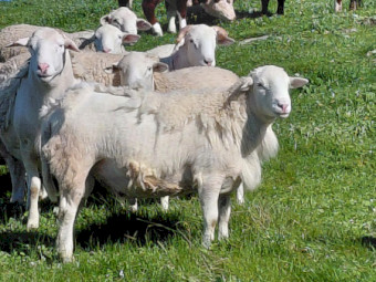 SheepMaster Rams