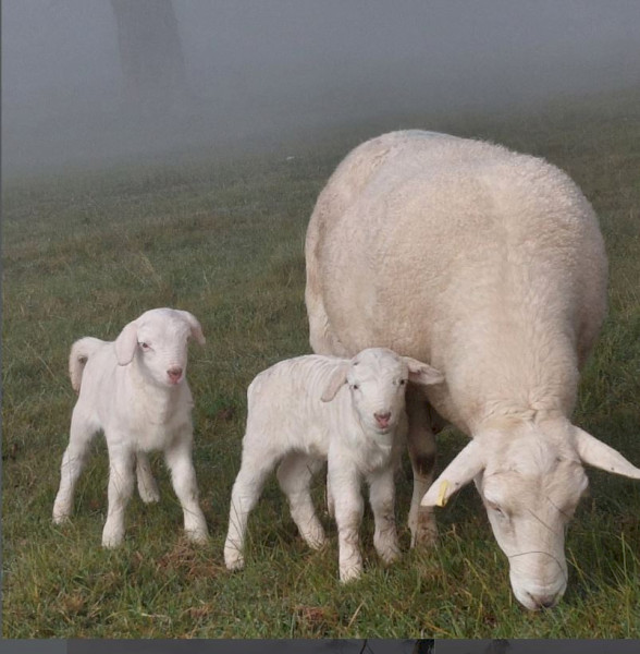 SheepMaster Haldene White Ewes
