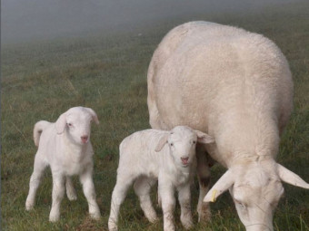 SheepMaster Haldene White Ewes