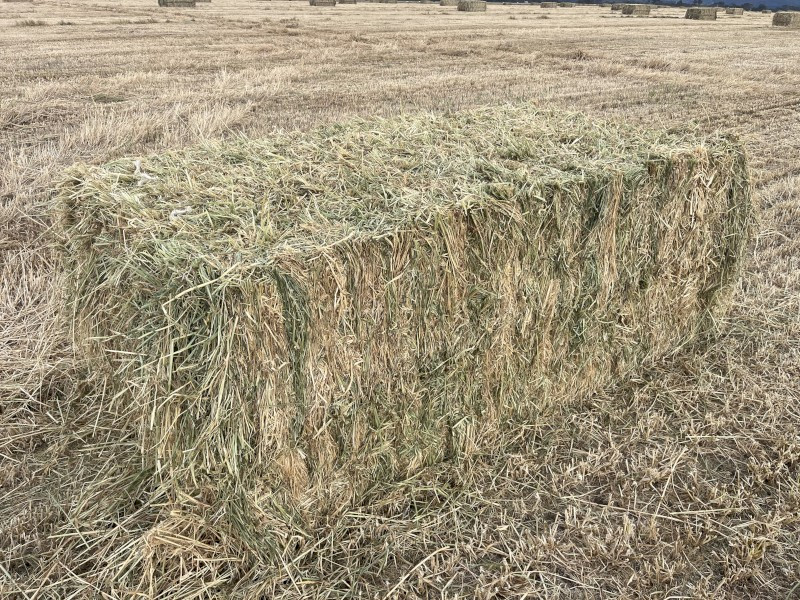 200mt Barley Hay 8x4x3 Bales (New Season)
