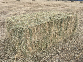 200mt Barley Hay 8x4x3 Bales (New Season)