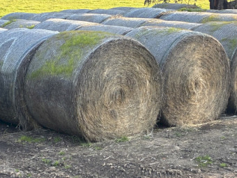 Ryegrass/ Phalaris round bales baled 2025 approx 40 5x4 rolls available 