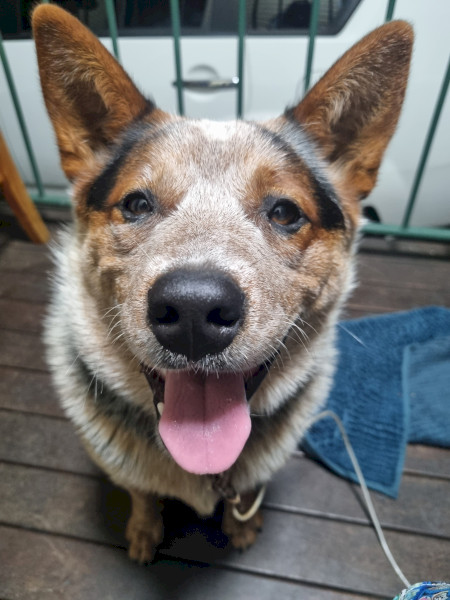Female Australian Cattle Dog