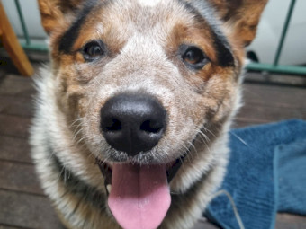 Female Australian Cattle Dog