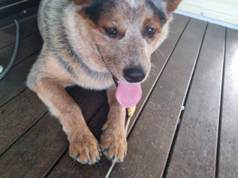 Female Australian Cattle Dog