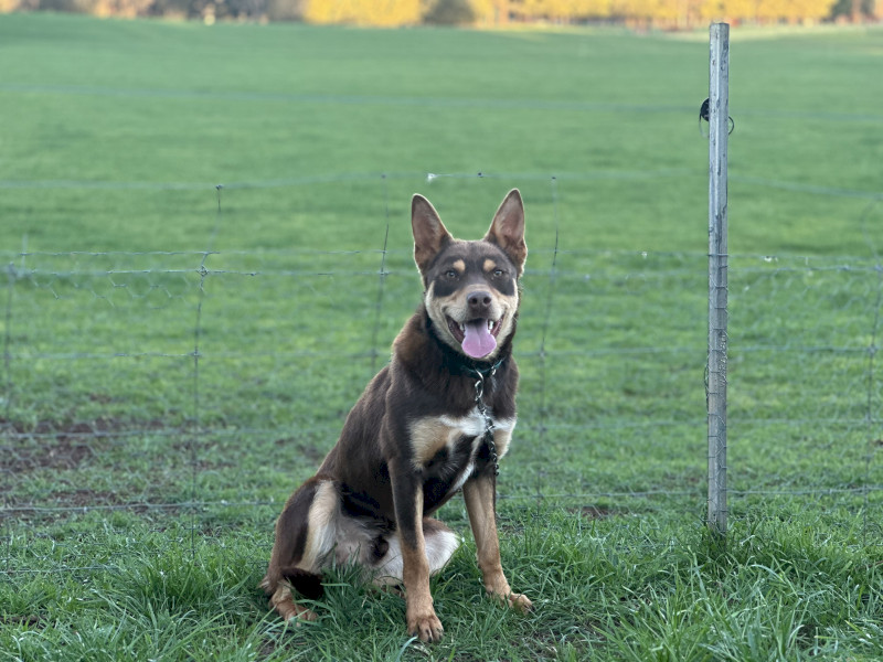 Purebred Well Started Kelpie Working Dog