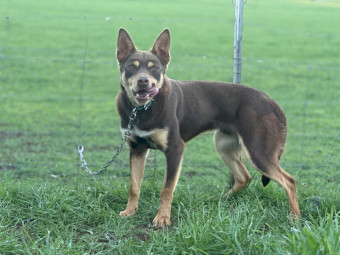 Purebred Well Started Kelpie Working Dog