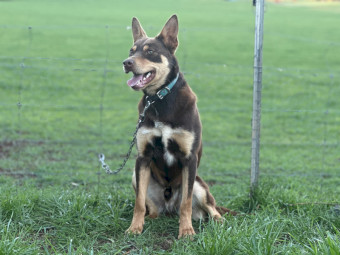 Purebred Well Started Kelpie Working Dog