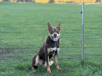 Purebred Well Started Kelpie Working Dog