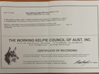Purebred Well Started Kelpie Working Dog