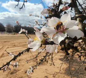 Looking for Farm / Acreage to Host Beehives – VIC