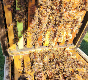 Looking for Farm / Acreage to Host Beehives – VIC