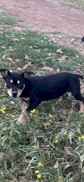 Kelpie Pups x 5