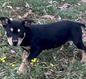 Kelpie Pups x 5