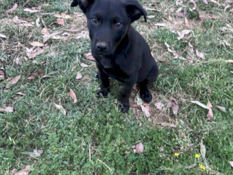 Kelpie Pups x 5