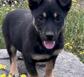 Kelpie Pups x 5