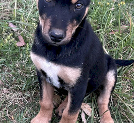 Kelpie Pups x 5