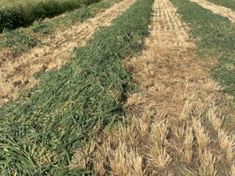 Kraken Forage Barley Silage
