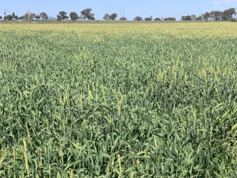 Kraken Forage Barley Silage