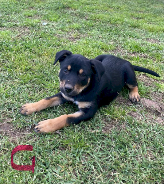 Purebred Kelpie Pups 