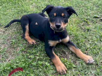 Purebred Kelpie Pups 