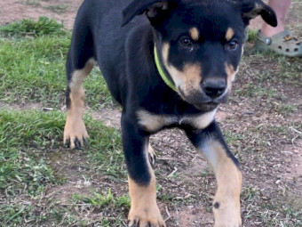 Purebred Kelpie Pups 