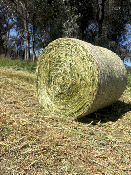 Oaten Silage 
