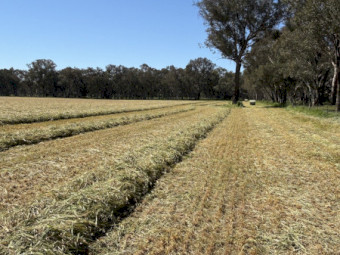 Oaten Silage 