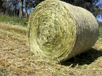 Oaten Silage 