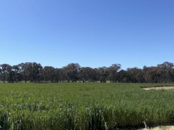 Oaten Silage 