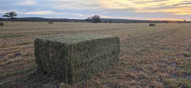 Vetch Hay 710kg 8x4x3 Bales (New Season)