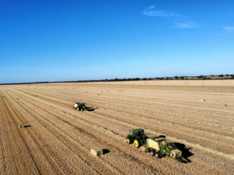 Barley Hay, New Season, A1 Test  Quality.