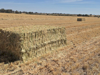 Barley Hay 650kg 8x4x3 Bales (New Season)