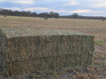 Vetch Hay 710kg 8x4x3 Bales (New Season)