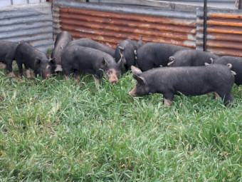 Pure Berkshire Pigs x 10