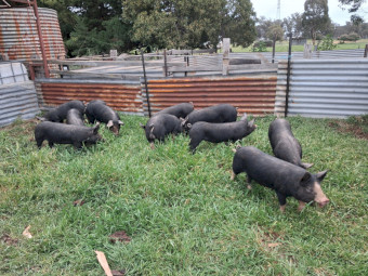 Pure Berkshire Pigs x 10