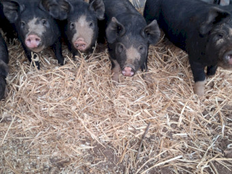 Pure Berkshire Pigs x 10