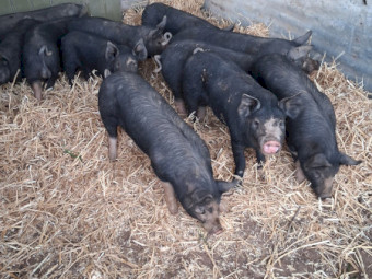 Pure Berkshire Pigs x 10