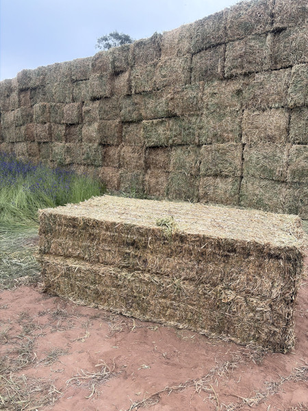 Pea hay 2026
